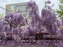 -嘉定紫藤园