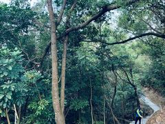 -板樟山森林公园