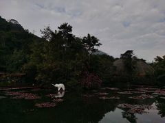 -野象谷景区
