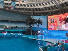 -海合安成都极地海洋公园