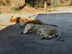 -大连森林动物园