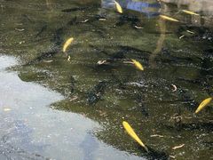 -京北渔家傲