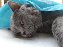 -灵美宠物诊所