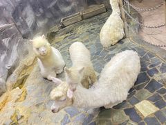 -上海大自然野生昆虫馆(东方明珠·爬宠昆虫探索中心)