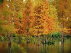 -白鹭湾湿地公园