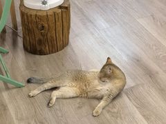-柴迷FANS CLUB·柴犬狗咖·猫咖