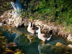 -西溪国家湿地公园