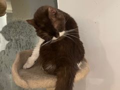 -猫小院猫主题餐厅(南锣旗舰店)