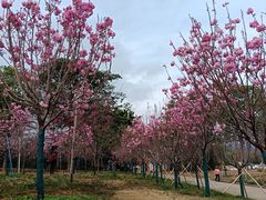 -天适樱花悠乐园