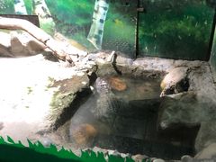 -上海大自然野生昆虫馆(东方明珠·爬宠昆虫探索中心)