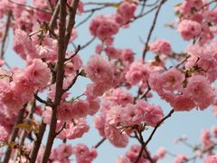 -天适樱花悠乐园