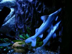 -上海海洋水族馆-停车场