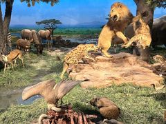 -国家自然博物馆