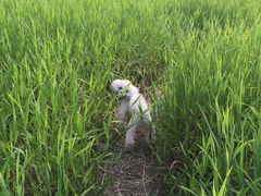 -喵宠乐园·撸猫互动·猫舍