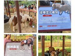 -王借岗森林公园