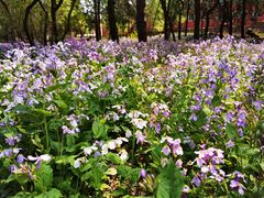 -国家植物园南园