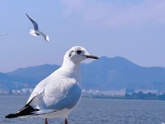 -海埂大坝