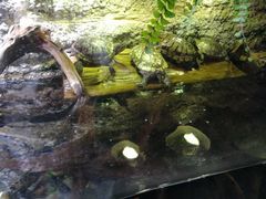 -迪拜水族馆及水下动物园