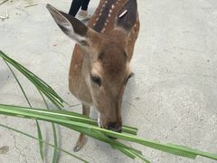 -鹿境梅花鹿生态园区