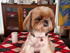 -帕帕拉兹宠物(亚洲旗舰店)