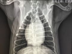 -北京恒爱动物医院(清景园分院)