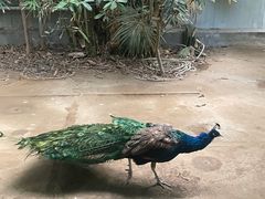 -呀路古热带植物园
