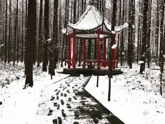 -水杉园