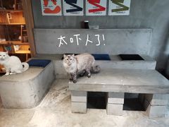 -浣熊柯尔鸭土拨鼠·电玩咖