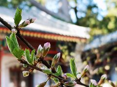 -香山公园