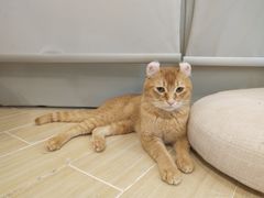 -momokira米努特·德文卷毛猫·棉花面纱犬