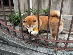 -溪岸路花鸟市场