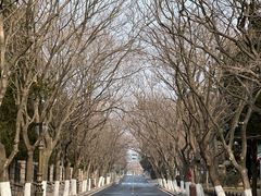 -八大关景区
