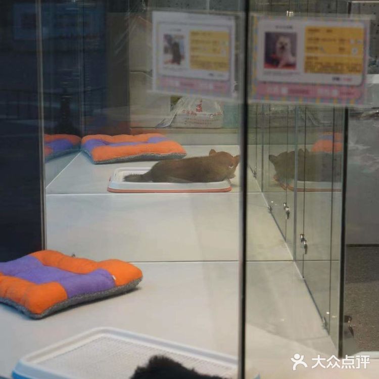 铲屎官快来报道❗❗