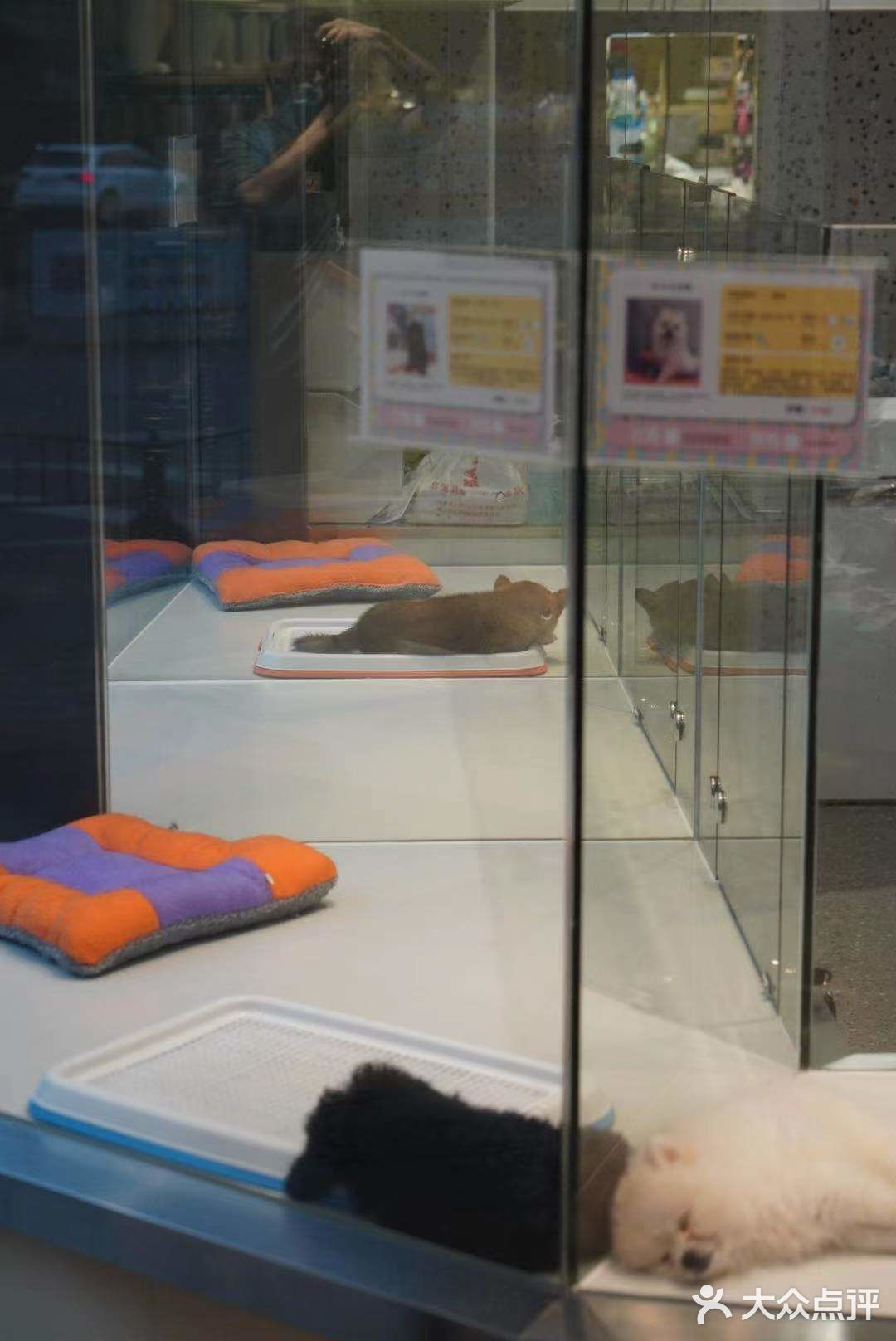 铲屎官快来报道❗❗