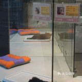 铲屎官快来报道❗❗