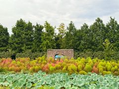 -荷兰花海