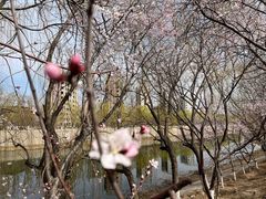 -桃花堤公园