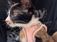 -四月宠物医院·猫专科·心脏专科·内科(转塘店)