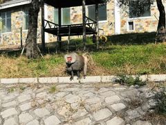 -哈尔滨北方森林动物园
