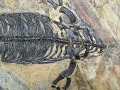 -安徽省地质博物馆