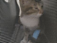 -瑞鹏宠物医院·微创内窥镜·骨外科·牙科(翠竹分院)