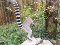 -北京野生动物园