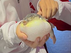 -肆月河豚·新淮扬菜·烤鸭(中关村店)