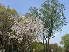 -顾村公园