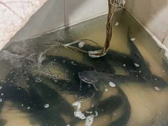 -九寨沟石锅鱼(沣峪口二十年店)