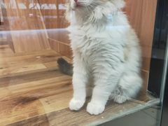 -袖虎·猫馆(体育西路店)