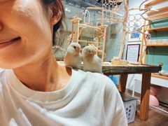 -吉丁鸟咖·异宠·寄养