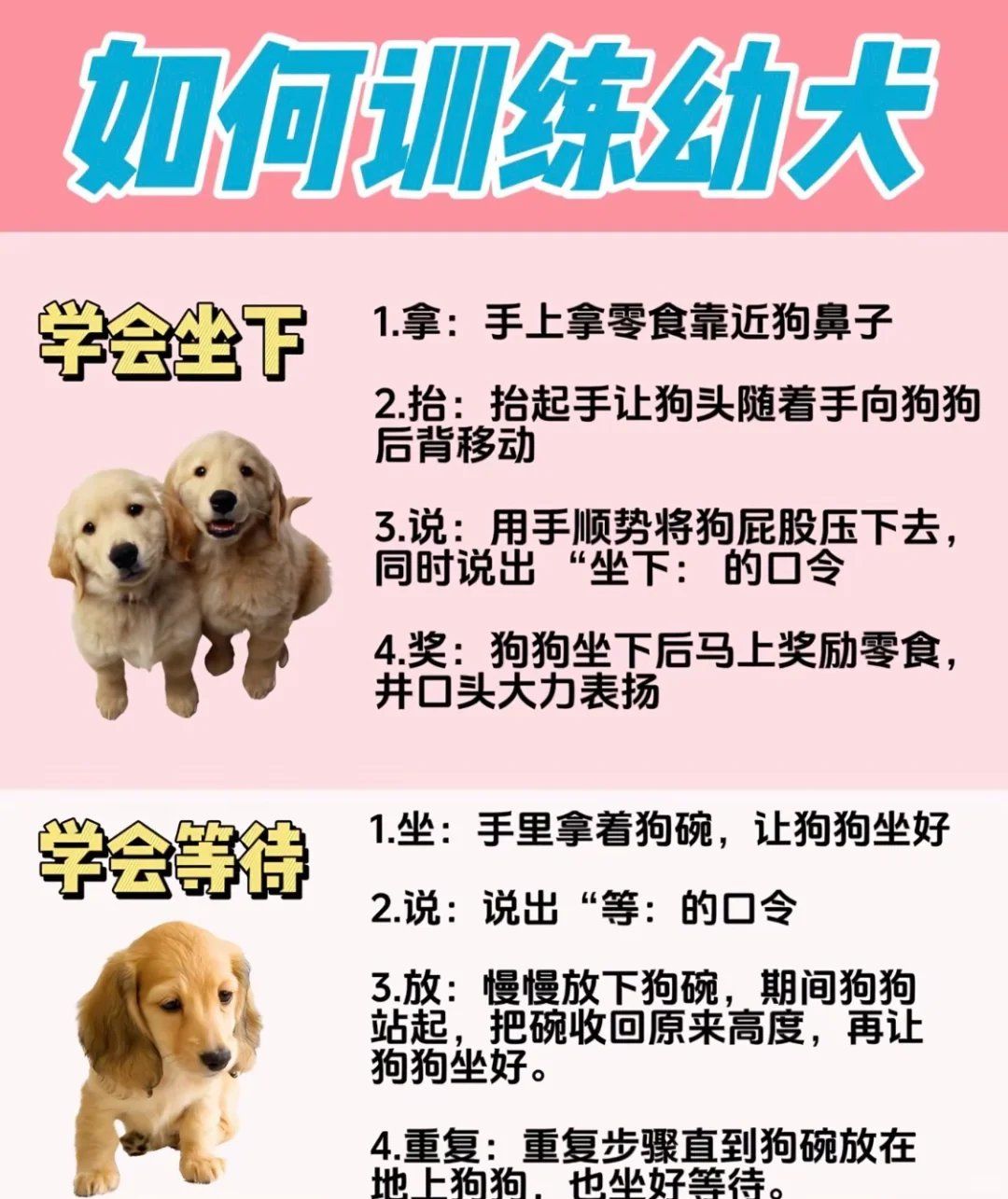 新手养狗之幼犬如何训练