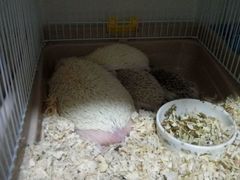 -藦茜花园宠物主题亲子互动体验馆(国顺东路店)