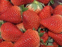 -田趣农庄草莓采摘园